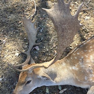Fallow Deer Hunting