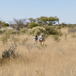 Tracking Eland & Kudu Namibia