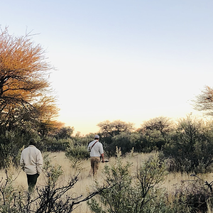 Tracking Eland Namibia