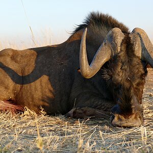 Black Wildebeest Hunt Namibia