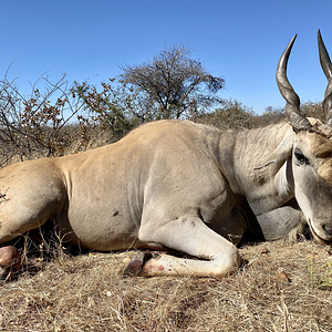 Eland Hunt Namibia