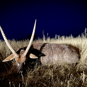 Waterbuck Hunt Namibia