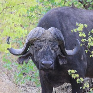 Bush Africa Safaris Buffalo Hunting