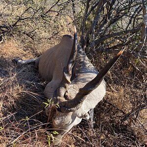 Eland Hunting South Africa