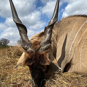 Compound Bow Hunting Eland Zambia