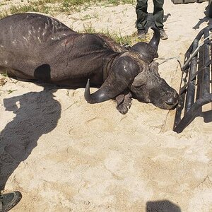 Buffalo Hunt Tanzania