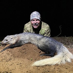 Whitetailed Mongoose Hunt Limpopo South Africa