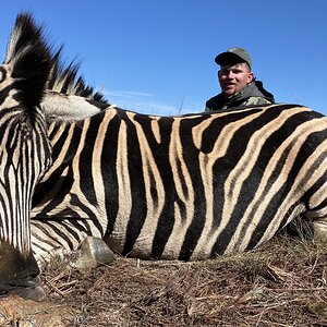 Zebra Hunt South Africa