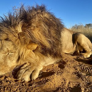 Lion Hunt South Africa