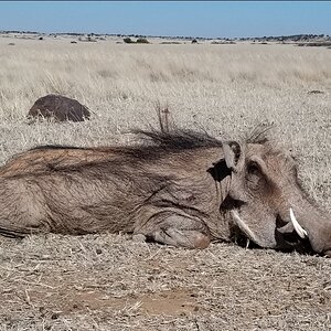 Warthog Hunt South Africa