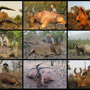 Hunting Western Hartebeest in Cameroon