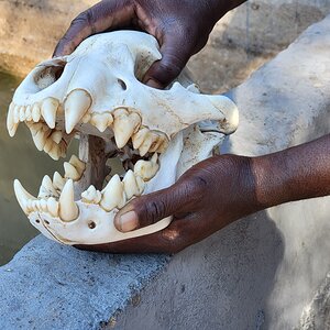 Hyena skull