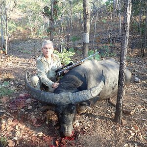 Asiatic Water Buffalo Hunt Australia