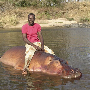 Hippo Hunting Cameroon