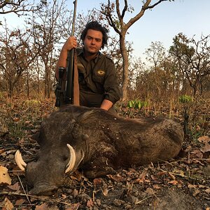 Warthog Hunting Cameroon