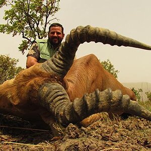 Western Hartebeest Hunting Cameroon