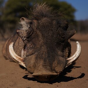 Hunting Warthog South Africa