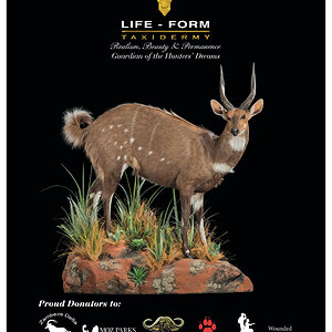 LIFE-FORM TAXIDERMY South Africa