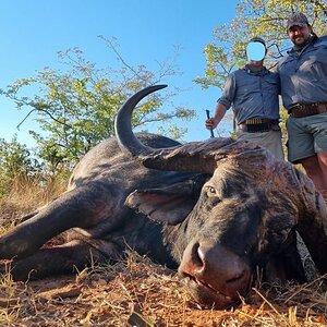 44 inch Omay Buffalo