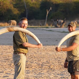 Elephant Tusks