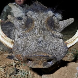 Warthog Hunt Limpopo South Africa