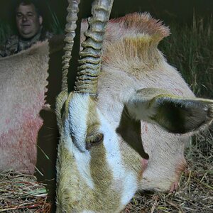 White Gemsbok Hunt Limpopo South Africa