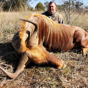 Golden Wildebeest Hunt Limpopo South Africa