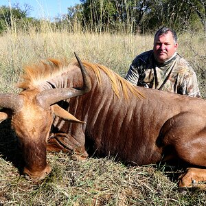 Golden Wildebeest Hunt Limpopo South Africa