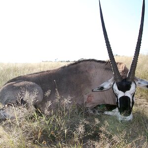 Gemsbok Hunt Namibia