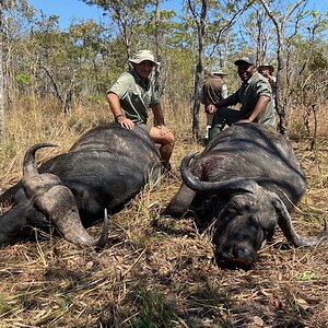 Hunting Buffalo Kruger Park South Africa