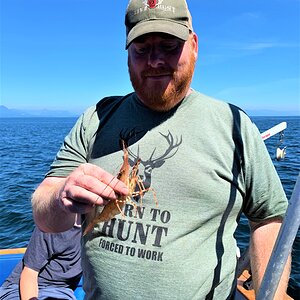 Prawns Fishing Gulf Islands Of British Columbia