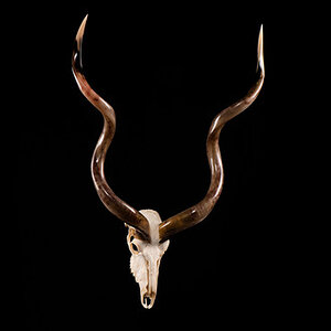 Kudu Bleached Skull Mount Taxidermy