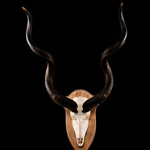 Kudu European Mount Taxidermy