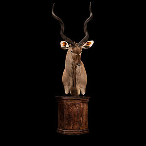 Kudu Pedestal Mount Taxidermy