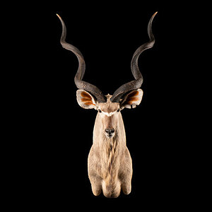 Kudu Shoulder Mount Taxidermy