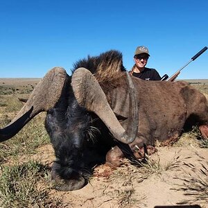 Black Wildebeest Hunting Eastern Cape South Africa