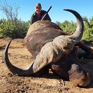 Buffalo Hunting Eastern Cape South Africa