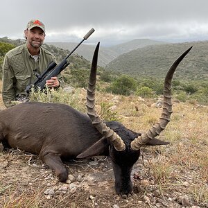 Black Impala Hunt Eastern Cape South Africa