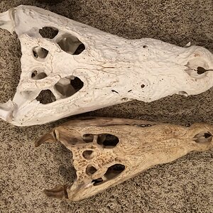 Crocodile Bleached Skull Taxidermy