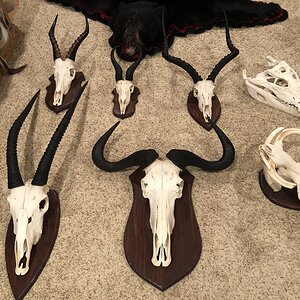 Springbok, Impala, Warthog, Blue Wildebeest, European Mounts Taxidermy