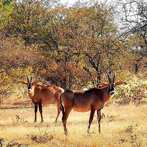 Roan South Africa