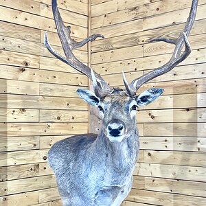 Fallow Deer Shoulder Mount Taxidermy