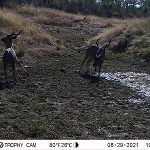 Trail Camera Zimbabwe