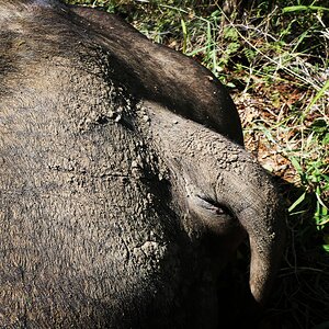 Buffalo Tail Limpopo South Africa