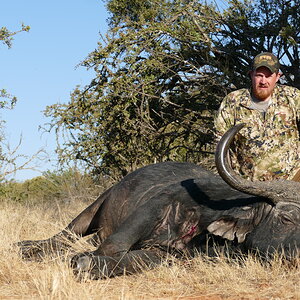 Buffalo Hunt Free State South Africa