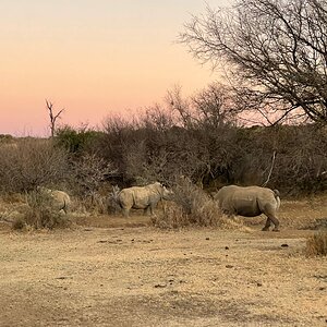 White Rhino Free State South Africa