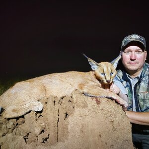 Caracal Hunting South Africa