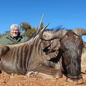 Blue Wildebeest Hunting South Africa