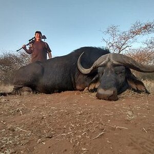 Hunting Buffalo Cow Limpopo