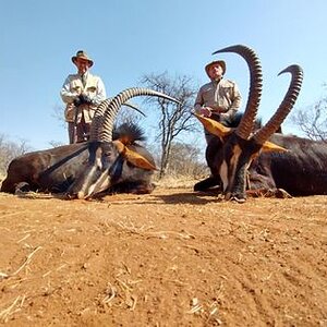 Sable Hunting Limpopo South Africa